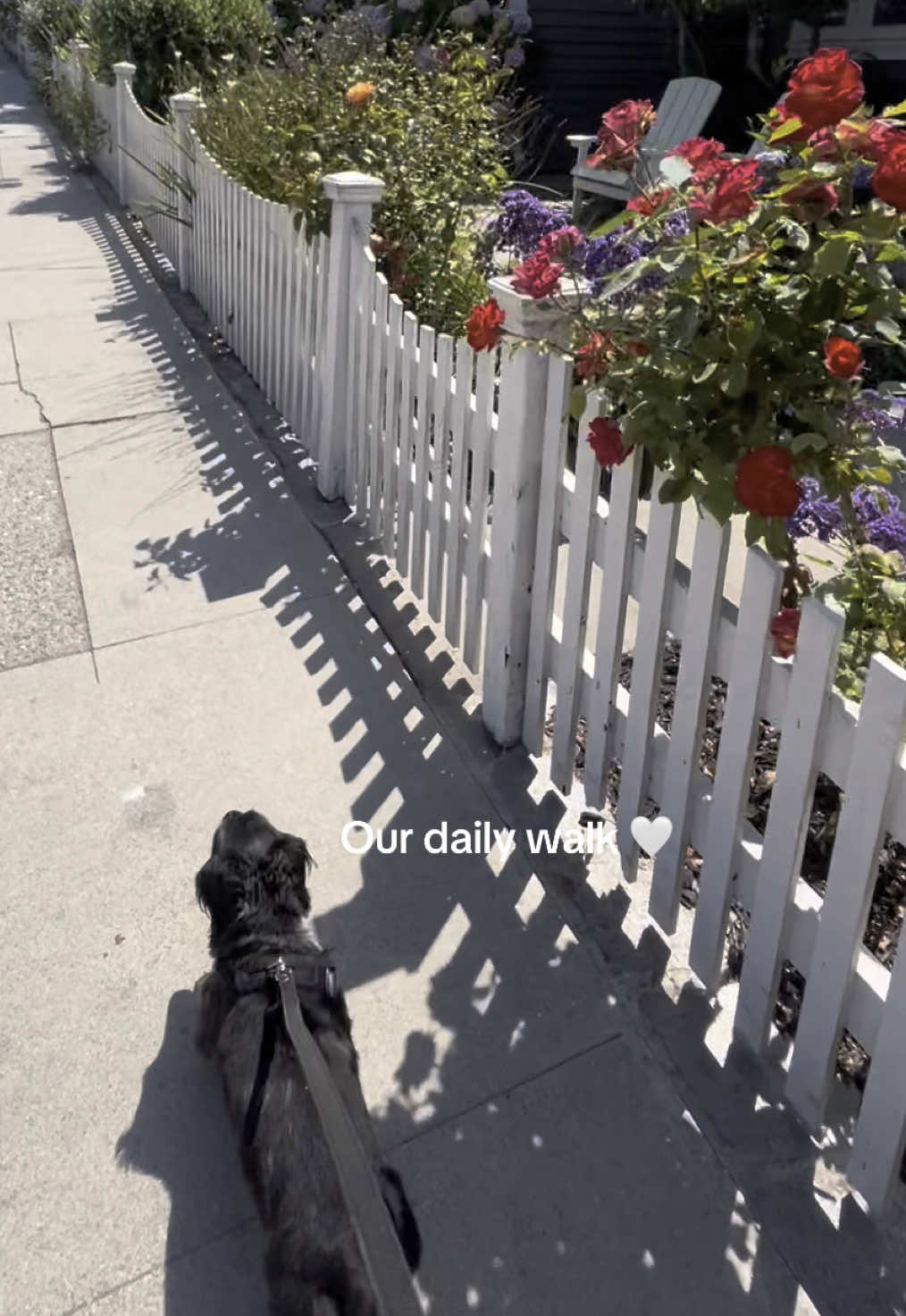 His little ears flopping in the wind 🥺 