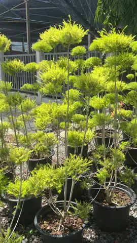 #ต้นไม้สวยสู้แดด  #ต้นไม้รั้วบ้าน #หลิวทอง #สนหอม #ต้นไม้ทนแดดทนฝน #ต้นไม้มงคลให้โชค #tree #ต้นหลิวทองนำโชค #หลิวทองกันยุง  ##ต้นหลิวทองนําโชคหลิวทองกันยุง #ต้นหลิวทองนำโชค ขนาดมินิ พุ่มส #สน#สนหอมบดัดบอนไซกิ่ง สูง1เมตร  #สน 