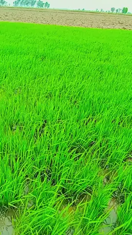 ##trending #viral #video #village#bathiHakra 