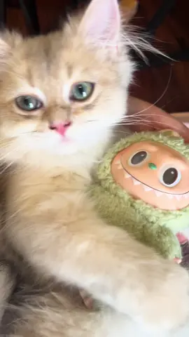 Mofu with his little baby 🥹🫣🫣#popmart #labubu #labubumacarons #cutetoys #cutecat #catsoftiktok #catlover#catclub #fyp
