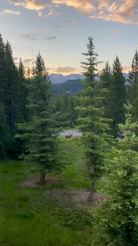 Summer in Montana >