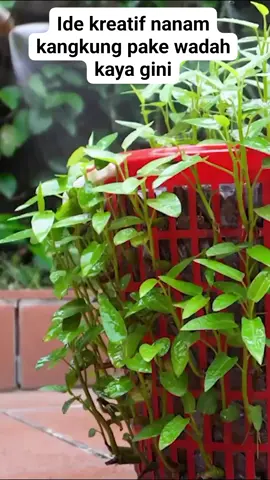 Nanam kangkung #reels