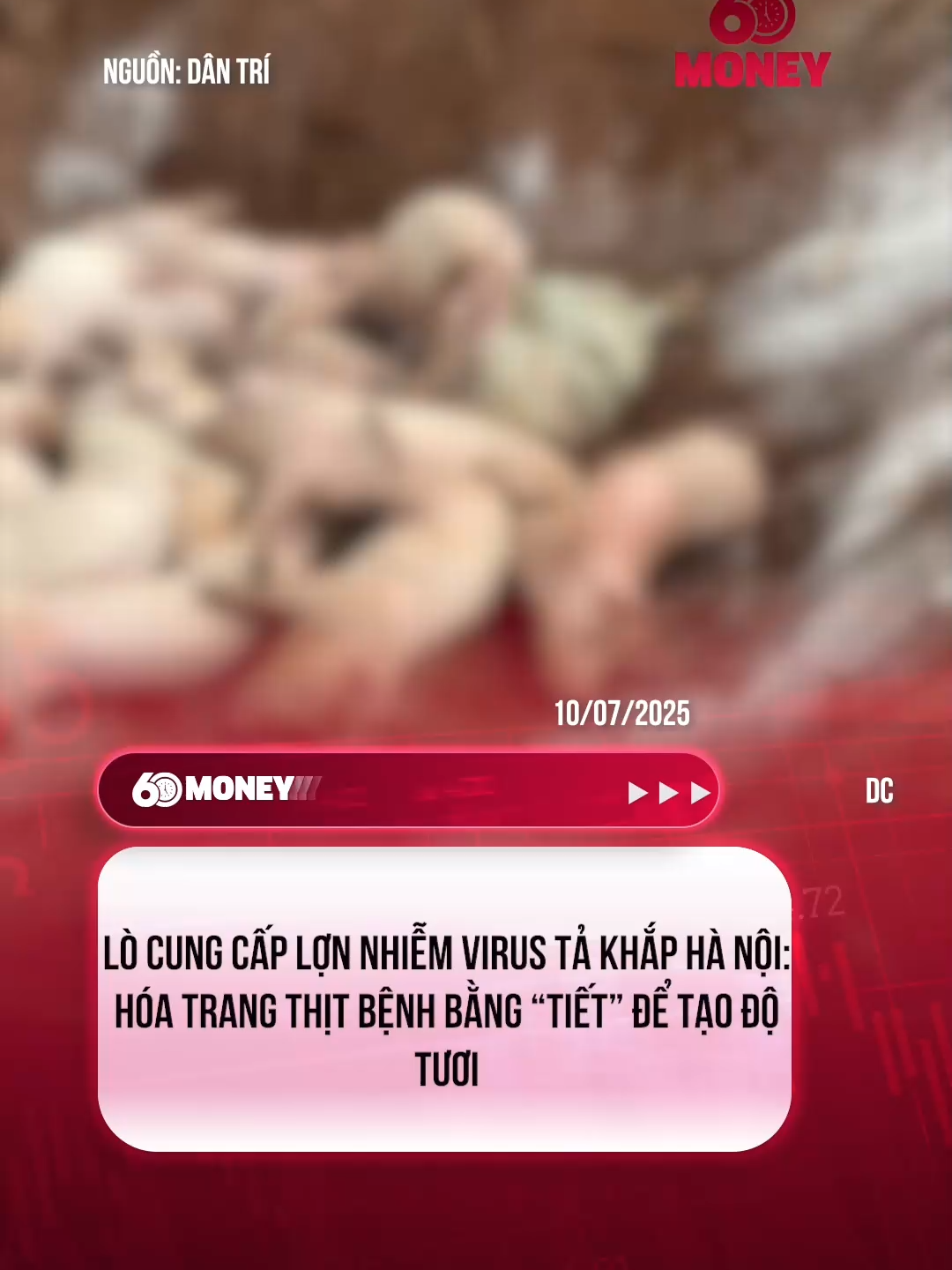 LÒ CUNG CẤP LỢN NHIỄM TẢ KHẮP HÀ NỘI: HÓA TRANG THỊ BỆNH BẰNG 