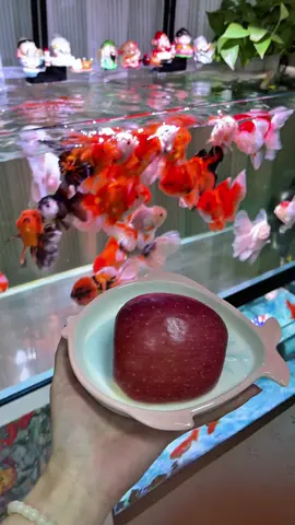 bổ sung Vitamin tự nhiên cho mấy ẻm #cácảnh #cá #cakieng #thủysinh #cacanh 