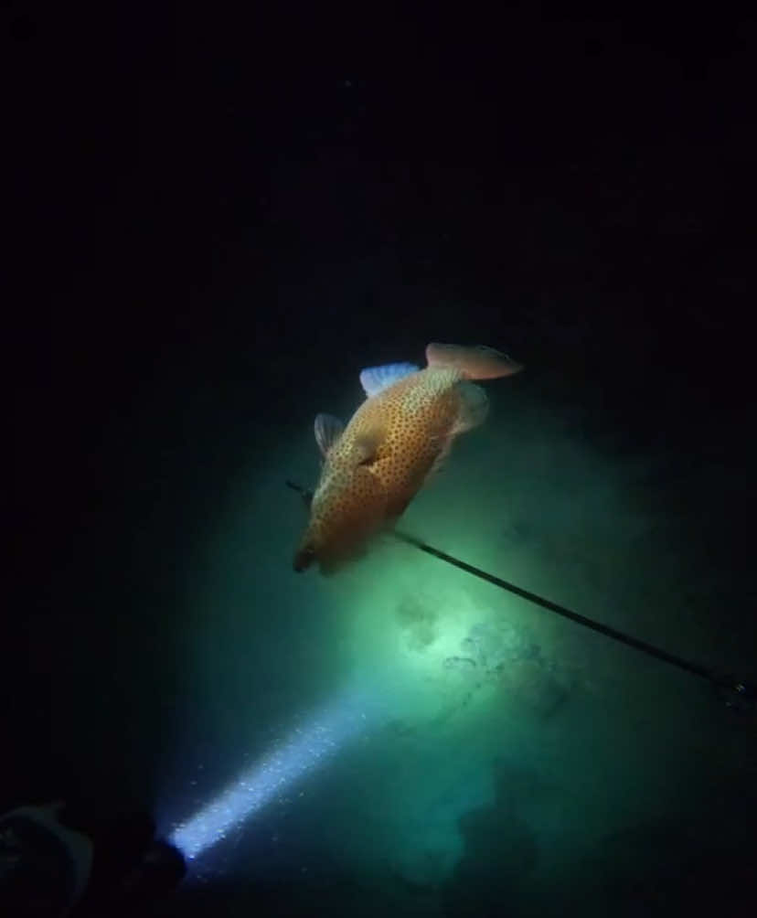 #spearfishing #scubadiving #nightdiving #coraltroutfish #headshot #readsea #غوص #ضبا #الوجه #ينبع #املج 