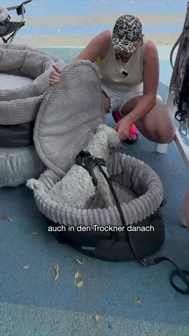 Mutti, können wir mein Hundebett mitnehmen? Ich geb’s ja zu, ich hab mich selbst gefragt, ob ich noch ganz dicht bin. Aber neulich war ich mit Pepe beim Tierkommunikator (don’t judge me 😅) – weil er auf unserer Roadshow echt gestresst war.  Und was sagt er? Ich möchte ein Stück Zuhause immer dabei haben.“ er ist einfach ein Sensibelchen Tja … sein Wunsch war uns Befehl. Und jetzt? Jetzt ist er endlich fertig und bereit für euch: Der Wau-Snuggle. Dein mobiles Hundebett mit Wau-Effekt. Ob Hotel, Camping, Auto, Restaurant oder bei Freunden – dein Hund hat seinen eigenen kuscheligen Wohlfühlplatz immer dabei. Stylish, praktisch, superbequem – und für alle: vom kleinen Dackel bis zum großen Rottweiler. ✅ Tragbar mit zwei Griffen & Schultergurt – easy zu tragen, auch ins Hotelzimmer ✅ Weiche, herausnehmbare & waschbare Einlage – immer frisch und sauber ✅ Drei Außentaschen für Leine, Leckerli & Spielzeug – alles griffbereit ✅ Formstabil, langlebig und aus veganem, edlem Material ✅ In XS, S, M & L – passt perfekt! Der Wau-Snuggle ist der Gamechanger für alle Reisen – und sogar fürs Auto oder einen Besuch im Café. 