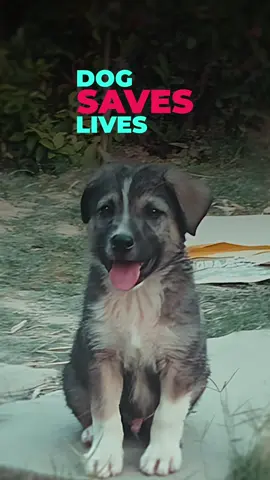 Real Hero: A puppy saved lives of many villagers in Himanchal Pradesh in India, as it started barking just before huge Landslide due to flood which woke up a villager and the villager informed other houses. Many houses were damaged during that huge landslide. 😮 . #dog #savelife #doglover #ronb 