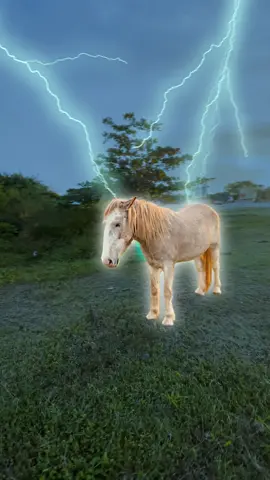 No horses were harmed in the making of this edit