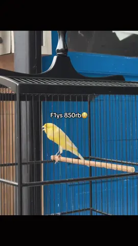 🤩 #kenarimaniaindonesia #kenariyorkshire #kenari 