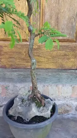 gk suka bonsai bunjin kita nol lagi #bonsaiasemjawa #bonsai 