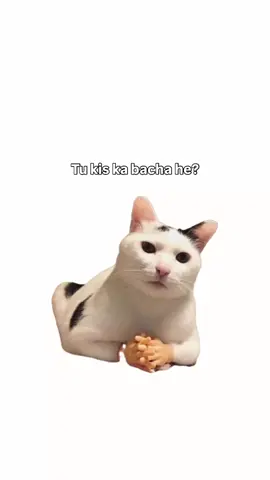 #fyp#cat#fyp#catlover#cat#fyp#meme#catlover#fyp#viralvideo#meme#funny#cat#fyppppp