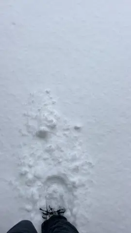 When your morning commute looks like this 🥰 walking through 17cms of fresh snow! ✨ #snow #snowfall #powder #mtbuller 