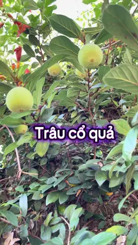 #xuhuongtiktok #thinhhanh #xuhuong #bothantrangduong #tebichantaytangcuongsinhly 