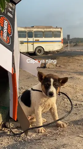 Njing? #4u #mining #galaubrutal #sadvibes #storytambang 