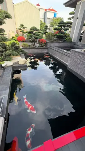 gần 1 năm zời các em vật anh bây h với có lúc đc nhìn các em bơi . Cố lên nhé các bé 