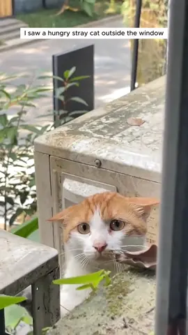 #poorcat#sadcat#straycat#