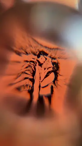 #hiddenbracelet #fyp 