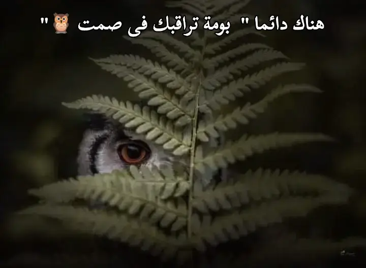 #اقتباسات_عبارات_خواطر🖤🦋🥀