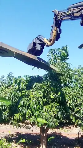 Teknik pemangkasan atau pruning pada batang tanaman mangga menggunakan mesin canggih ini  #fyp #viral #trending #pertanian #perkebunan #farming #agrikultur #harvesting 
