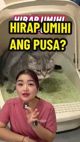 Hirap umihi ang pusa? SIGNS OF UTI IN CATS 🐱 #arahvirtucio #veterinarian #philippines #vetmed #vetreacts #cats #catsoftiktok #askdocarah #moochie #moochiepetfood #moochieph #moochie @moochiepetfoodph 