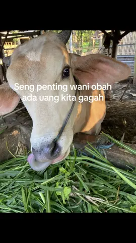 Lak yo ngunu a pak de #sapilimosinsuper #peternaksapiindonesia #fypage 