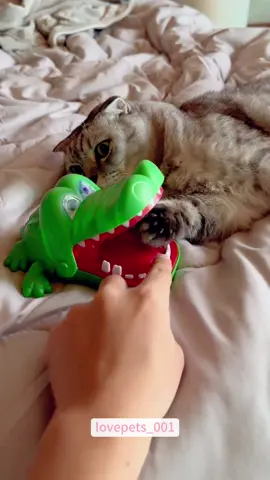 Play with your cat.#cat #cats #catsoftiktok #viral #usa #funnyanimals #fypシ #cute #funnypets #fyp #funny #foryou #funnyvideos #funnytiktok #