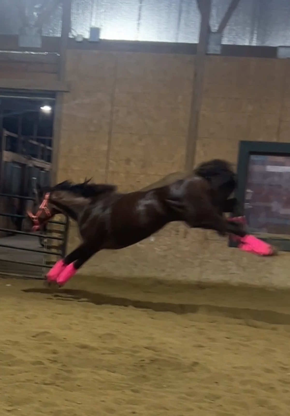 Watch til the end to see her pull a fancy footwork move #horse #ottb #barrelracer #equine #flies #racehorses 