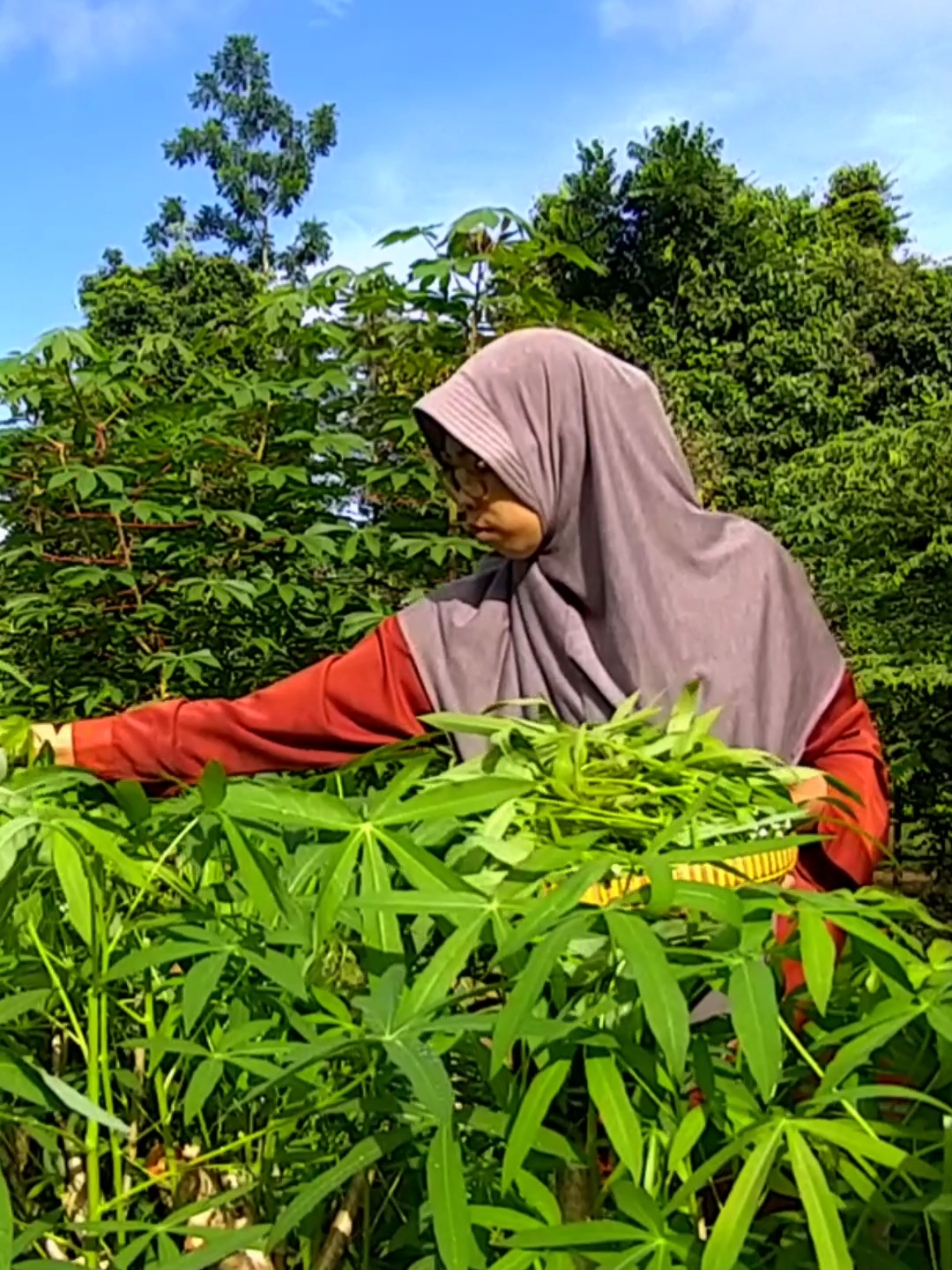 MENIKMATI HIDUP DI DESA SERBA SEDERHANA ‼️ #keluargabahagia  #hidupdidesa #bertahanhidup #masaksederhana #desatransmigrasi #transmigrasi2026 