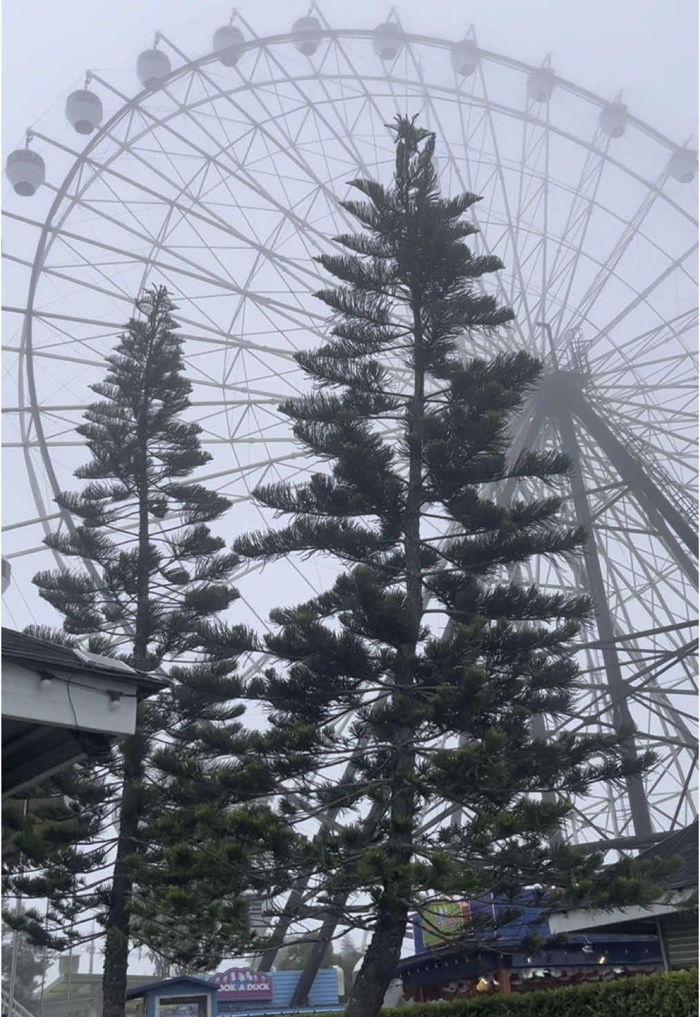 one foggy afternoon in Skyranch Tagaytay✨ #skyranchtagaytay #foggy #fyp #creatorsearchinsights 