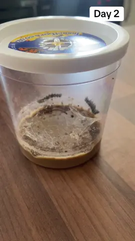 Caterpillar journey day 2             Like and follow for more ##facts##caterpillar##caterpillarjourney##butterfly##butterflyfarm##fyp