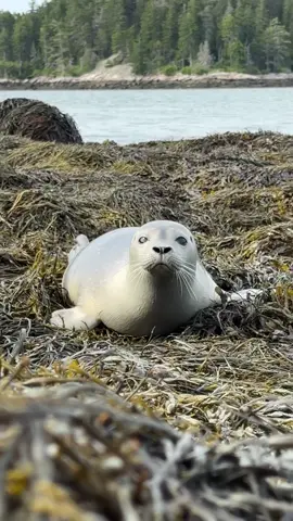 Here’s a harbor seal pup that came up into the ledge I was sitting on.  #seals #harborseal #sealsoftiktok #sealife #sealtok #sealteam6 