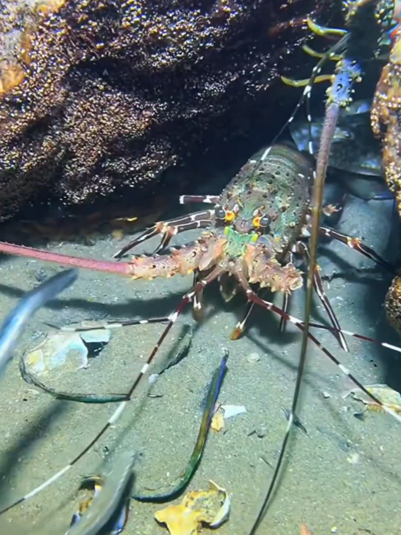#diving #crab #catchthesea #seaside #seafood #fish #eel #lobster #seangsolofishing