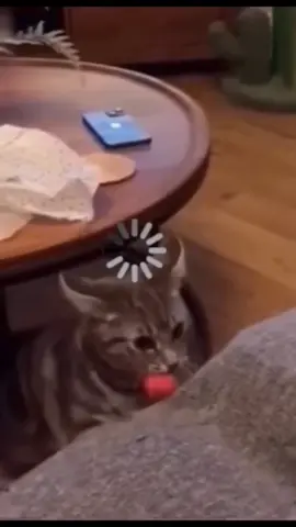#funny #funnyanimals #funnyvideos #pet #cute #fyp 