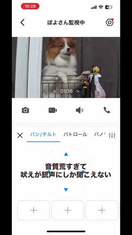 念願のペットカメラ買いました📸🐶♡ 打たれてる気分になる🔫ﾊﾞﾝﾊﾞﾝ 使いやすくてオススメです🤍𐙚#tapo#c230#ペットカメラ