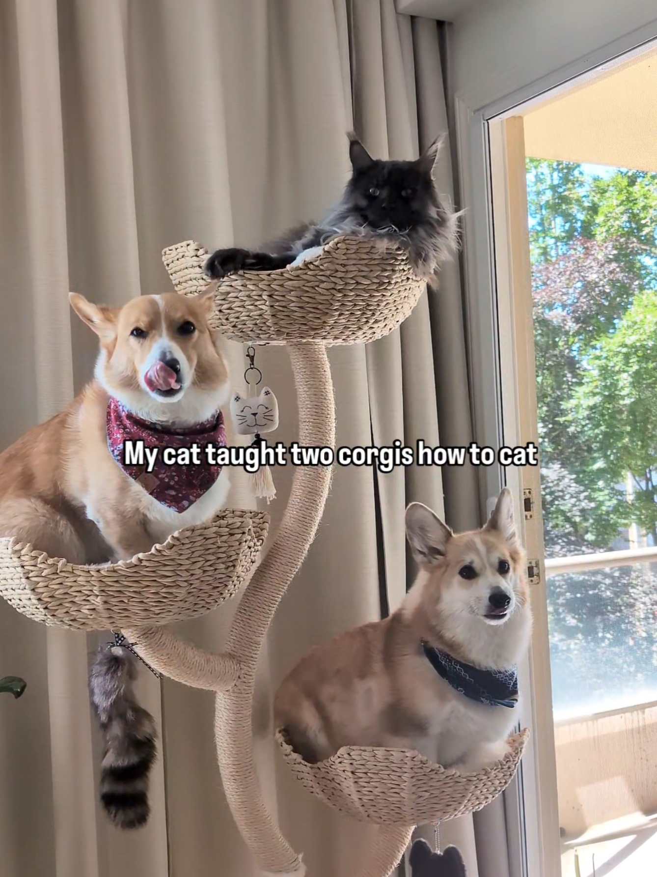 when they all look at the camera 😭 usually @Angus & Jono The Corgis  teach Mumu how to dog, but how the turn tabled when they visited him last weekend 😹 @Mau  #catsoftiktok #catlover #cattok #mainecoon #cutepet #catdoglove #fyp 