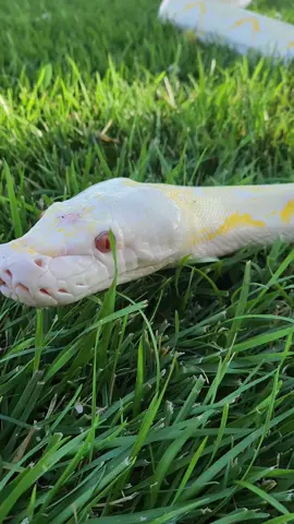 ima snakkke  ✨️🐍