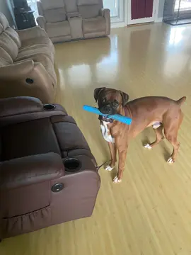 Where are all the boxer moms at ? #boxerdog #boxer #boxersoftiktok #fyp