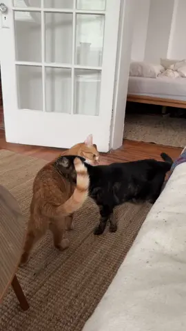 Can someone explain why my eldest cat does this to Clemace? He’s done it to a dog I used to foster before, too. I feel like it’s a territorial thing, it started in like 2015/2016..? He’s 14 now, I’ve had him since he was 8 weeks old so… definitely think he just hates everything but me lmao