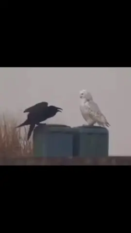 #owl #crow #us #meandyou #video #edit #shitpost #pieceoffckwrld #nagibator007 #recommendations #fyp #fypシ 