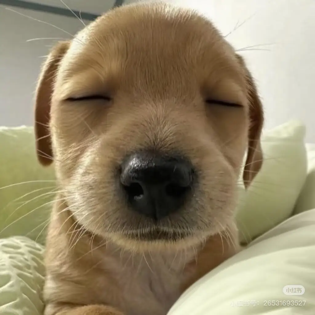 #avt #tieuhongthu #dog 