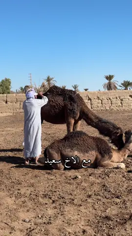حلب الناقة في الأمازيغ المغربية #المغرب #sportsontiktok #مغرب 