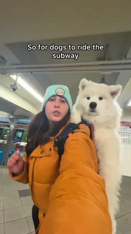 How dogs ride the subway in NYC! #samoyed #dogsoftiktok #nyc 