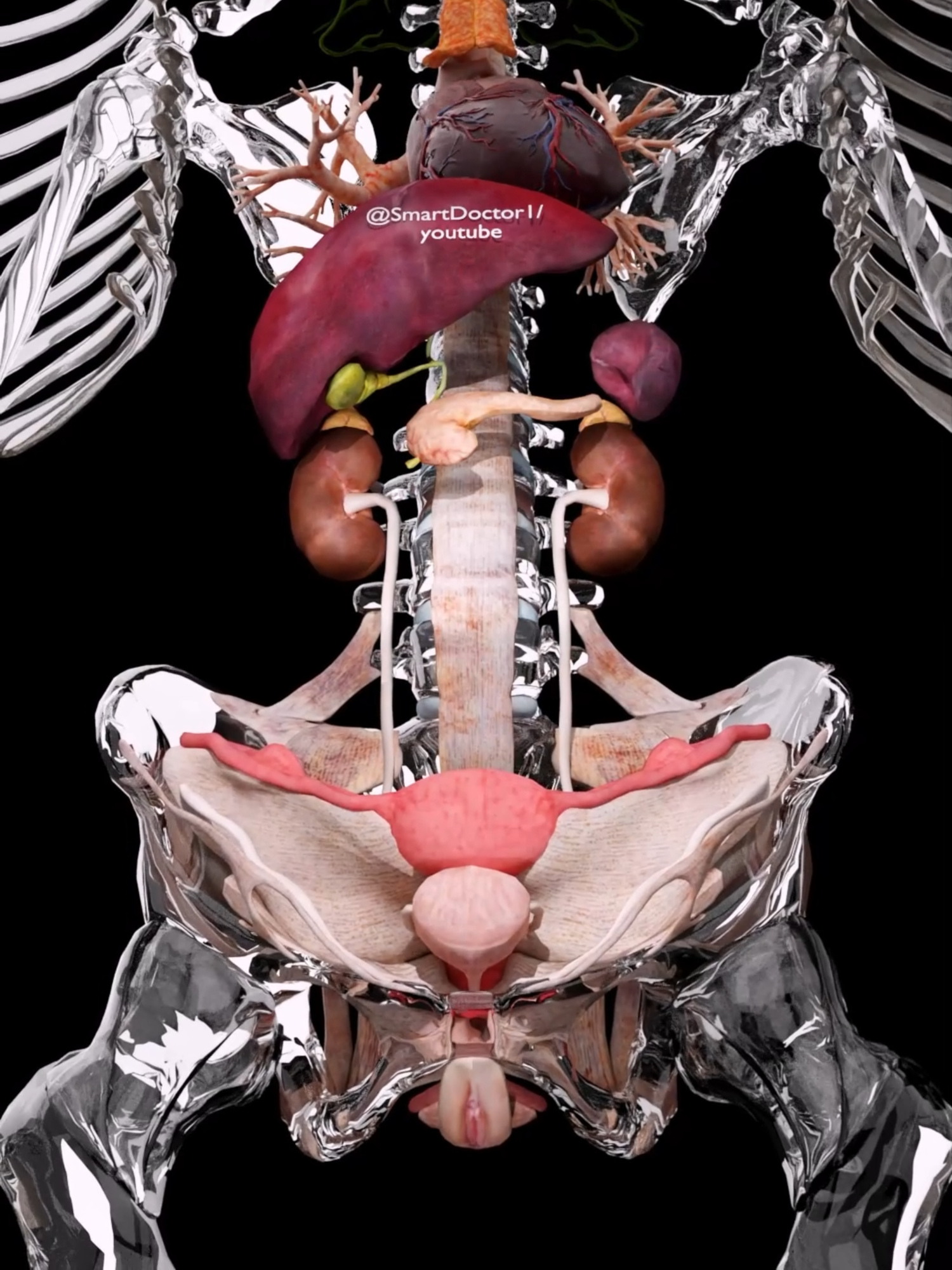 Inside Your Body in 3D 🧠🩻 . . 🧠 #3DAnatomy #AnatomyArt #anatomystudy 🧬 Take a deep dive into the human body! This 3D anatomy animation explores the internal organs like the liver, kidneys, pancreas, gallbladder, heart, and bladder – all shown with crystal-clear layers of bones and vessels. 🎯 Perfect for: • Medical students • Anatomy lovers • Healthcare professionals . . . . #3Danatomy #InsideTheBody #anatomy #medical #medicine #doctor #health #healthcare #3Danimation #medicalstudent #humananatomy #physiology #surgery #pathology #medicalanimation #medicaleducation #medstudentlife #3Dmedical #viral #explore