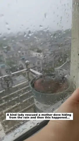 A kind lady rescued a mother dove hiding from the rain and then this happened...#wildlife #animals #rescue #lovestory #dove 