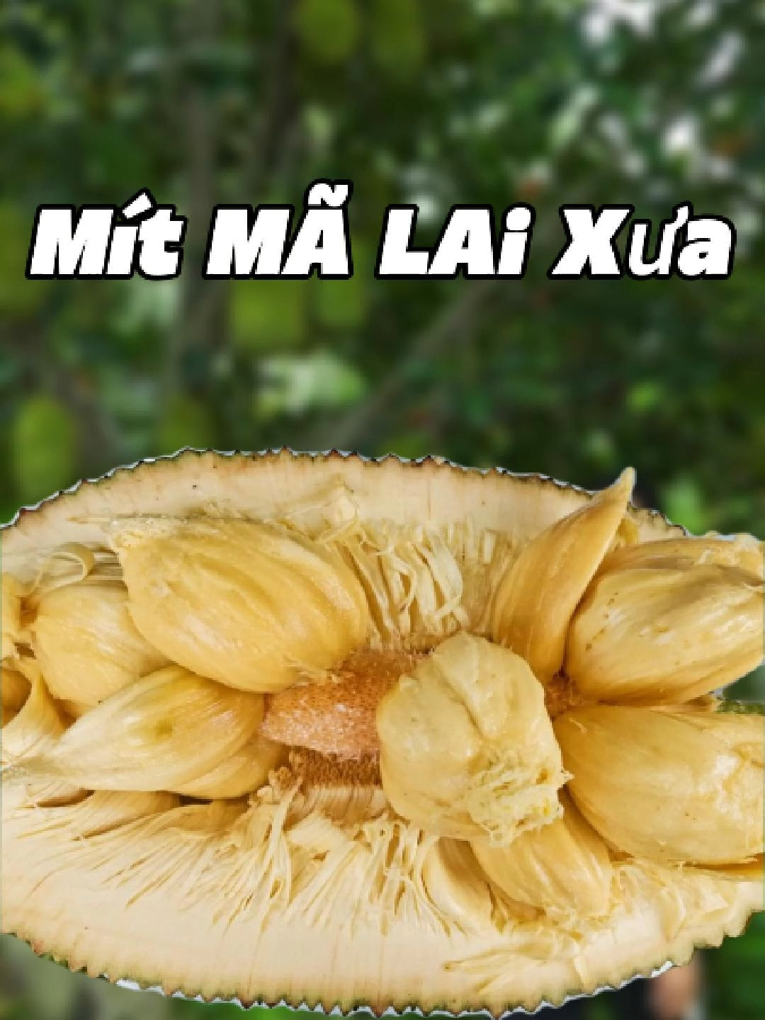 mít mã lai  nha anh chị cây ghép ạ #caygiongtrungtinh##fyp #xuhuong #xuhuongtiktok #viralvideo