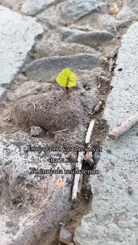 #genial #paratiiiiiiiiiiiiiiiiiiiiiiiiiiiiiii #fypシ゚ #hormigas #🐜 