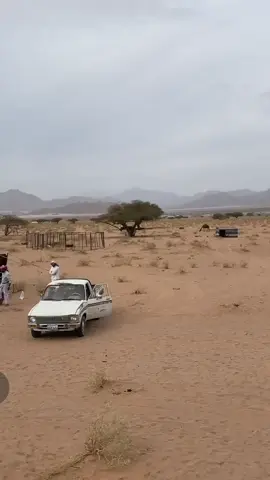 #ضباء الخريطه 