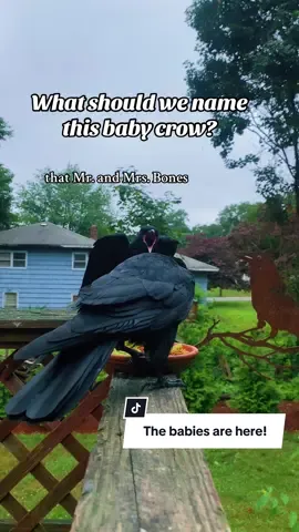 We have two lovely crow babies this summer, this little guy is awkward and clumsy- what should we name him? 🐦‍⬛ #feedingcrows #corvids #crows #befriendingcrows 