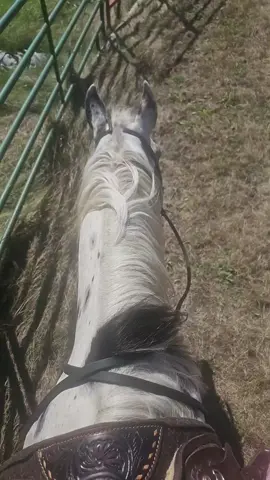 🤷🏼‍♀️ #appaloosa #horses #stallion 
