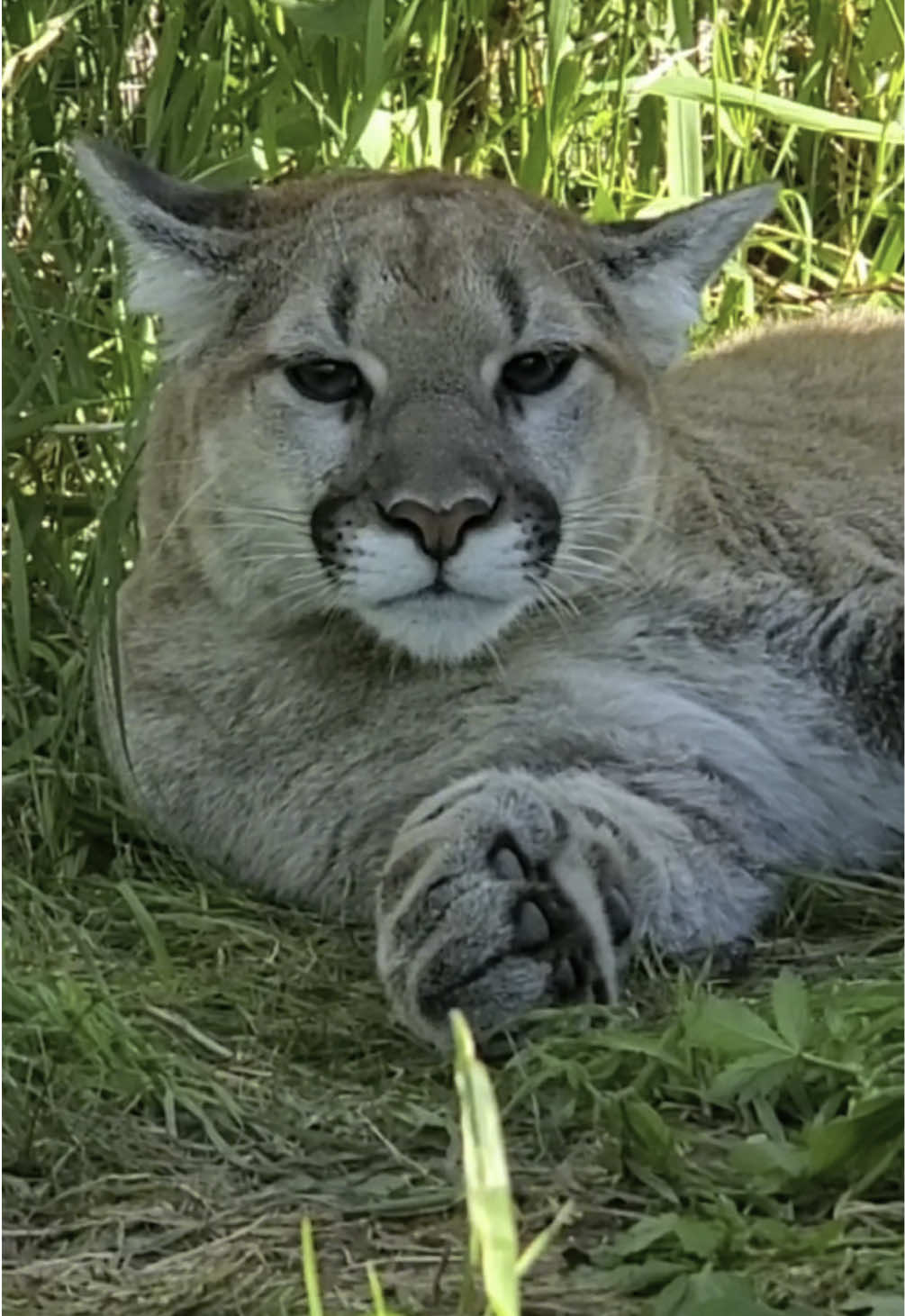Today is National Kitten Day! 🐱 As cute as they are, this is the perfect reminder to practice appropriate pet ownership & don’t support cub-petting. Learn more what you can do to protect young wildcats at the 🔗 in our bio! #wildcats #wildcat #cubs #kittens #tigercub  #lioncub #wildcatcub #tiger #lion #bobcat #hybridkittens #hybridcats #bigcat #bigcats #bigcatsanctuary #wildcatsanctuary #catsanctuary #animalsanctuary #sanctuarylife #sanctuary